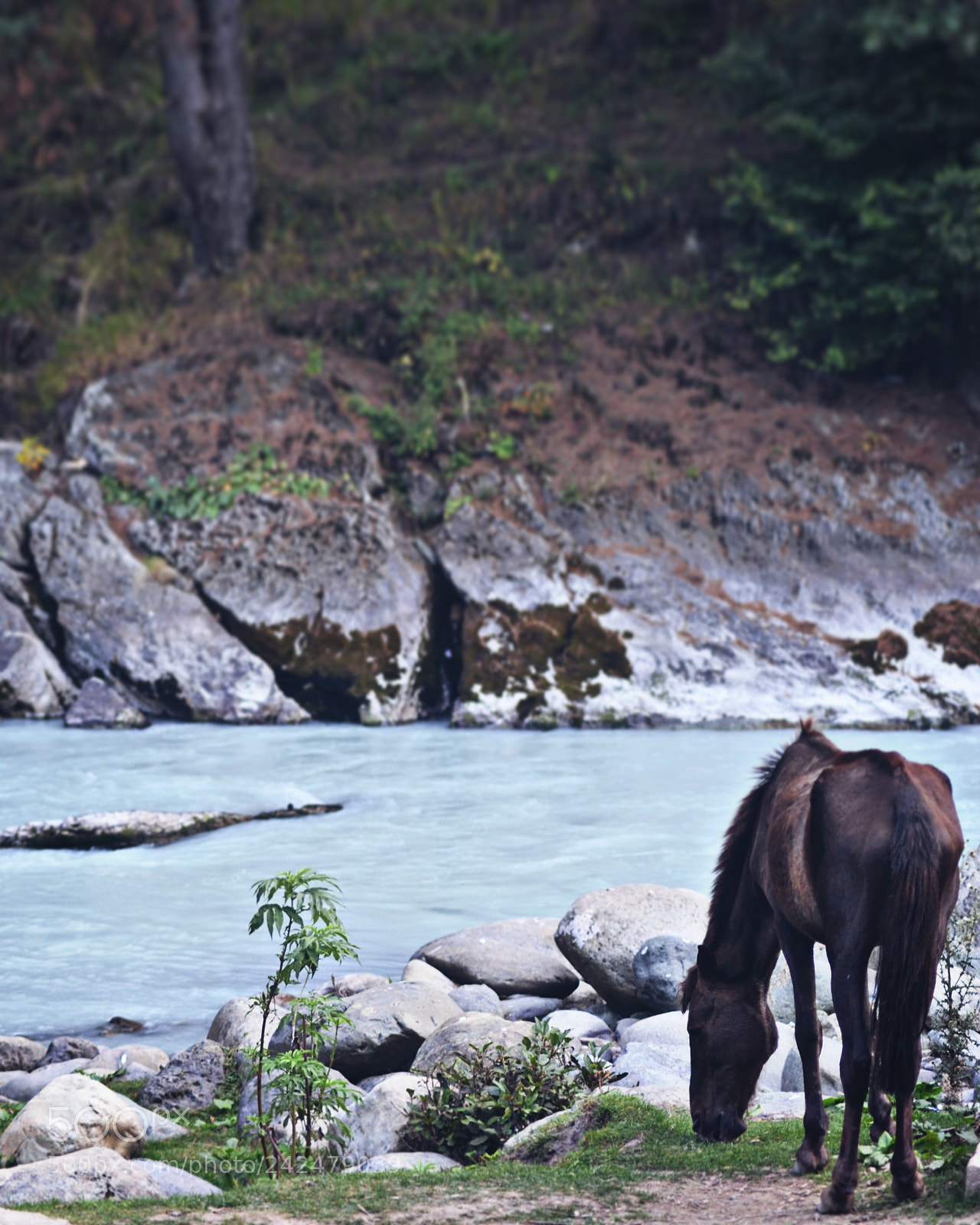 Nikon D5100 sample photo. The stallion. photography