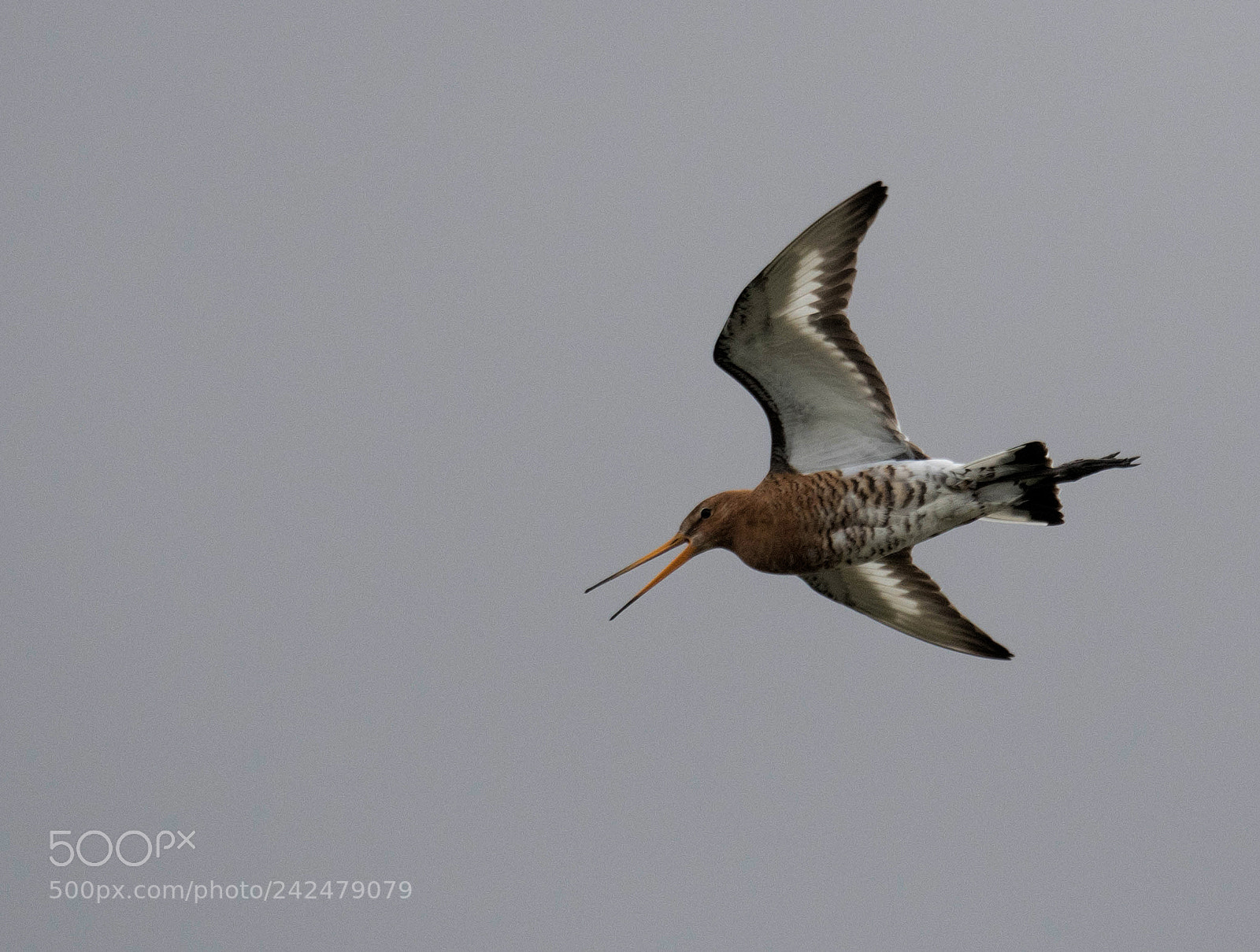 Nikon D500 sample photo. Black tailed godwit photography