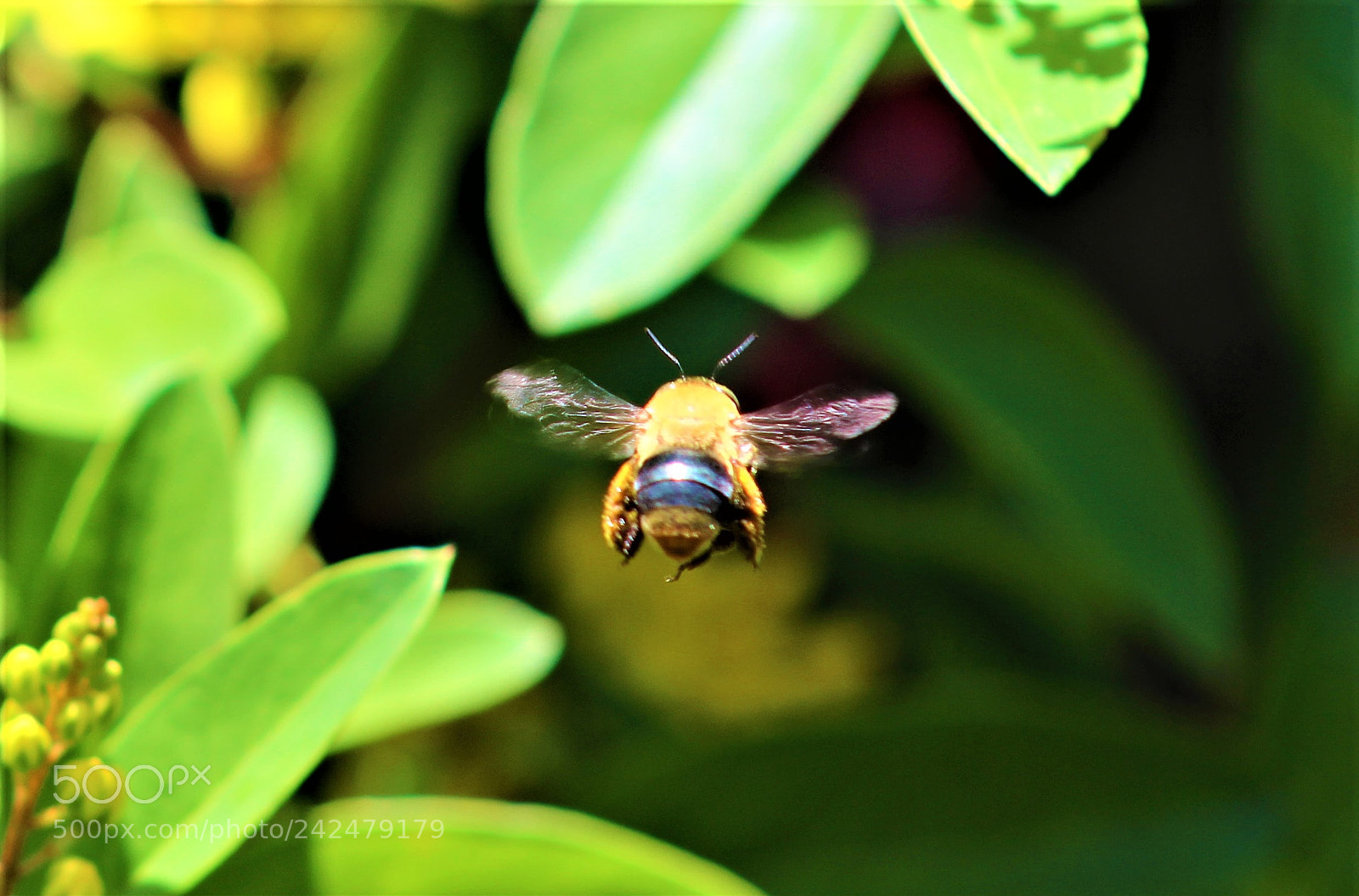 Canon EOS 700D (EOS Rebel T5i / EOS Kiss X7i) sample photo. Bee ( 1 ) photography