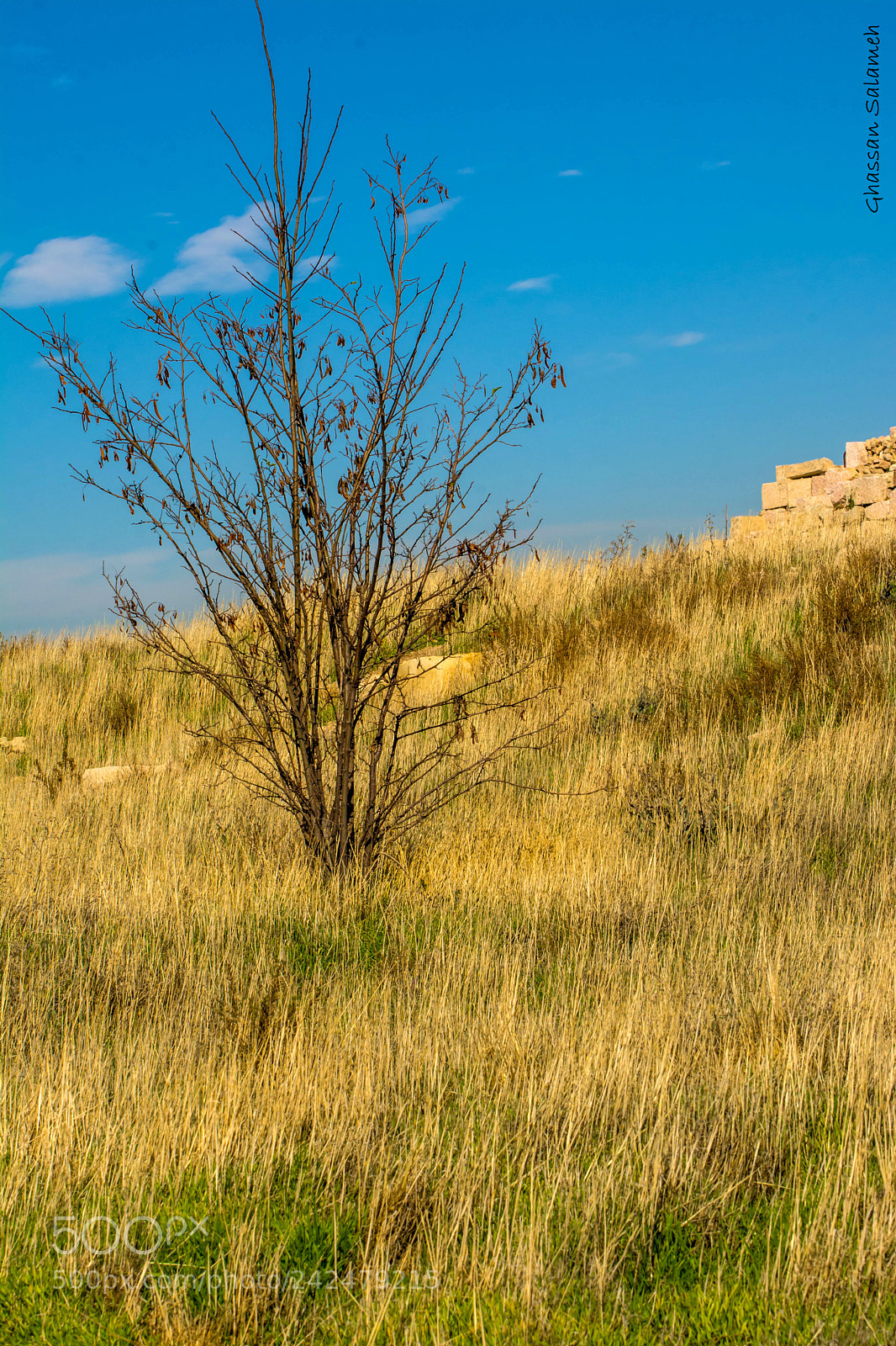 Nikon D7100 sample photo. A lonely tree in photography