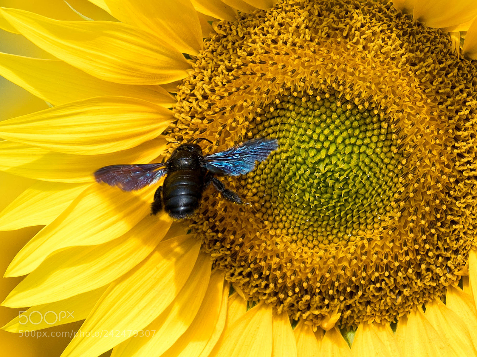 Nikon D500 sample photo. Sunflower in provence photography