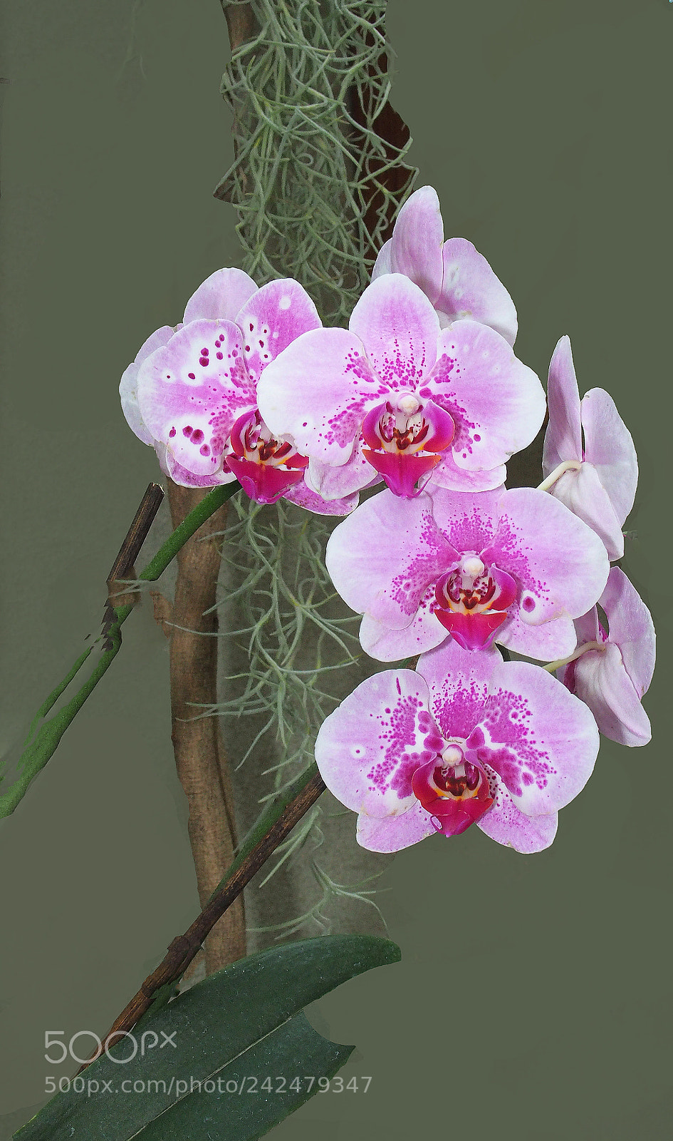 Olympus OM-D E-M10 II sample photo. Painterly orchids photography
