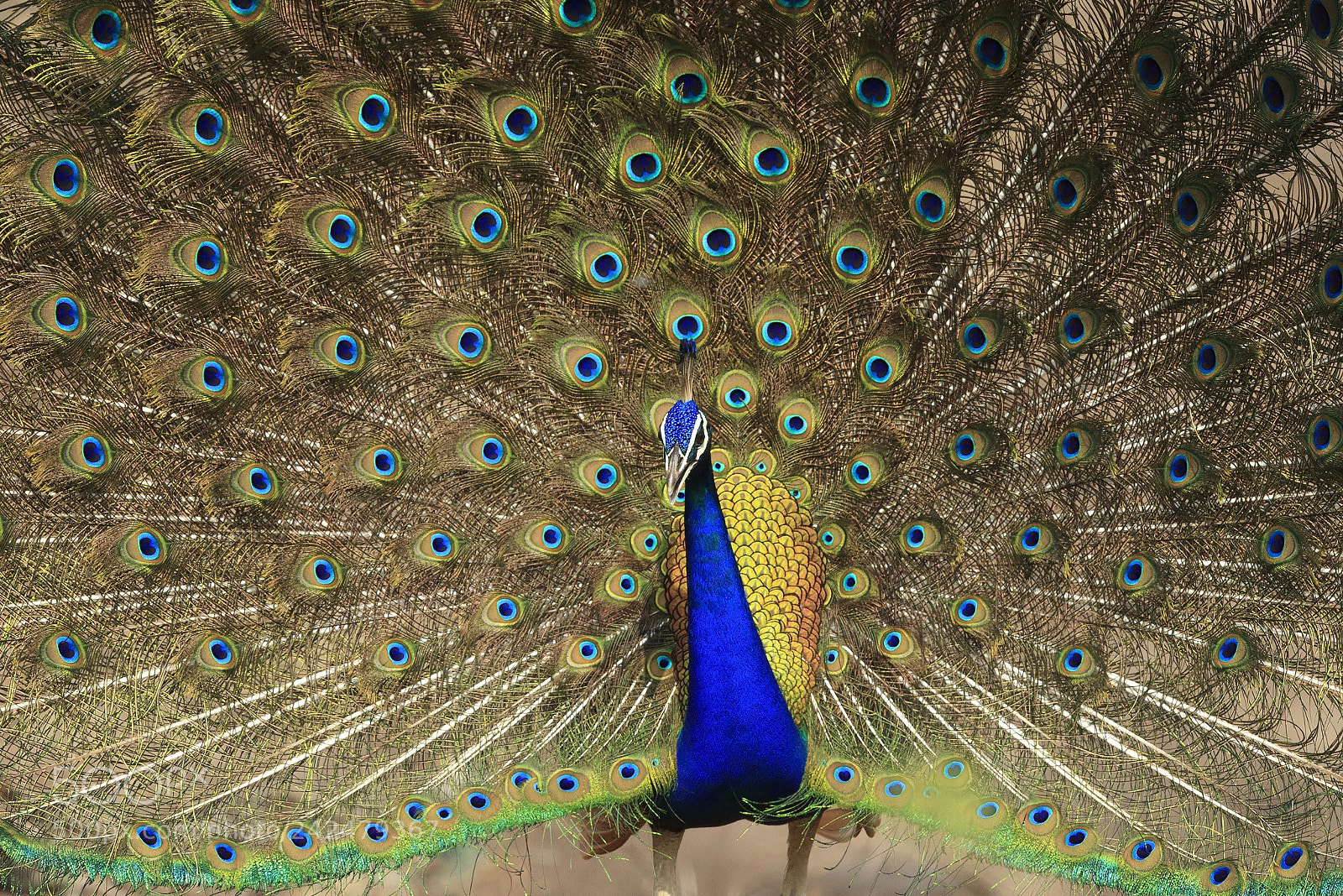 Canon EOS-1D X Mark II sample photo. Indian peafowl photography