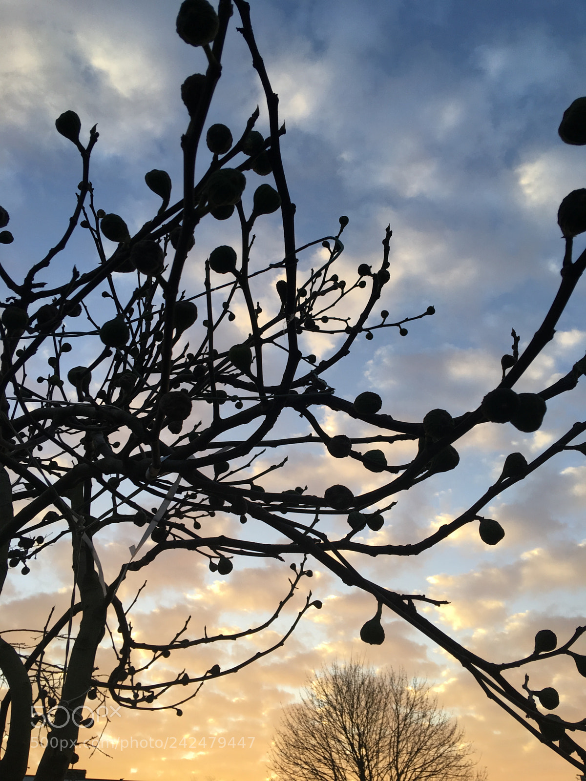Apple iPhone 6s Plus sample photo. Untitled photography