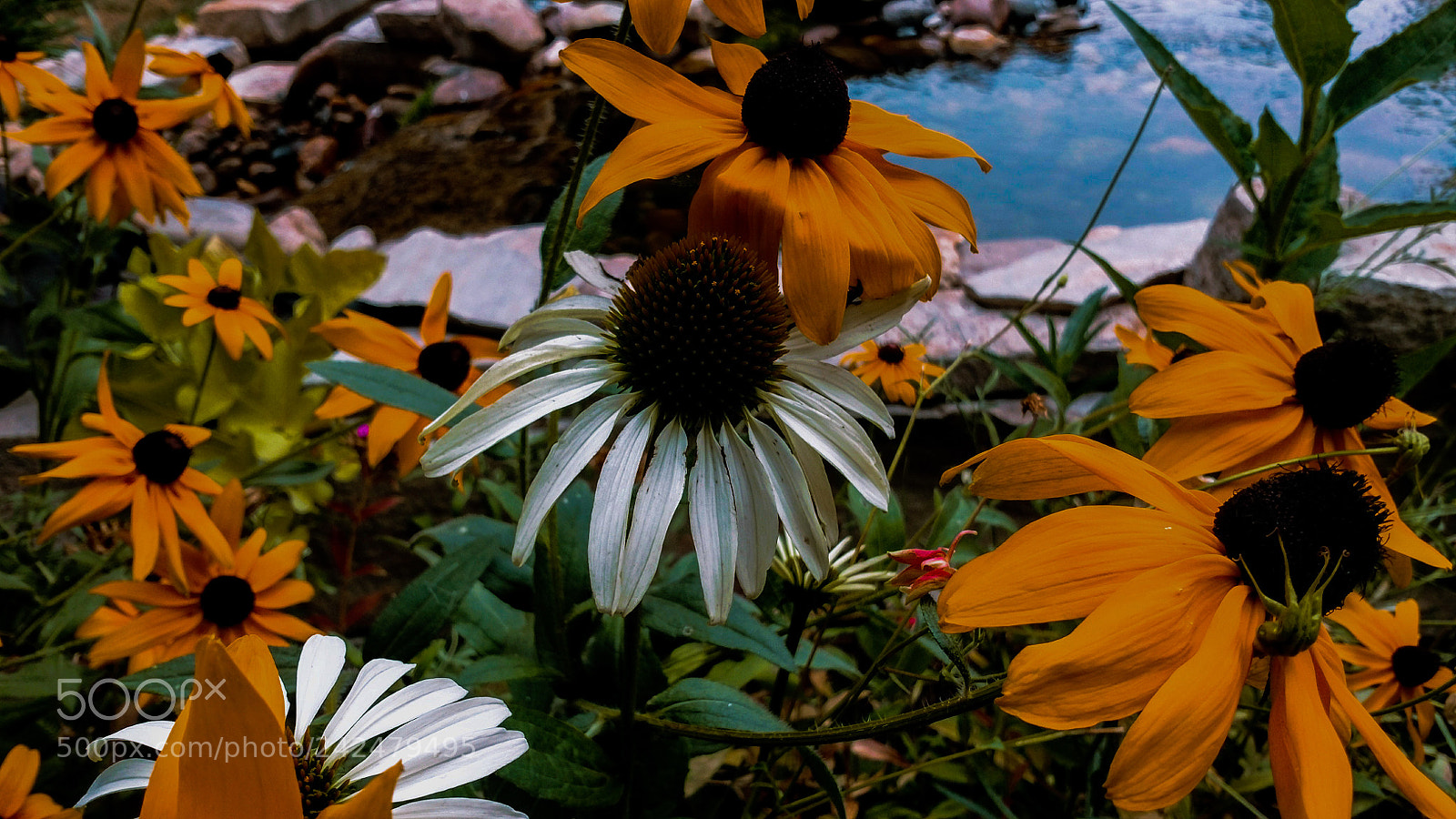 Motorola XT1650 sample photo. Love photography