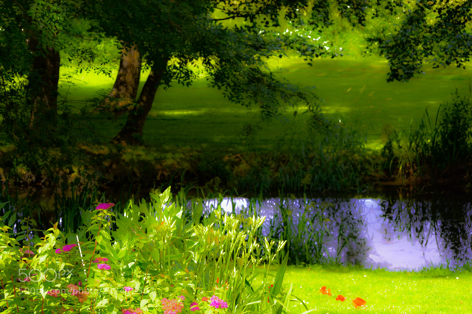 Nikon D3100 sample photo. Blooming in the greens photography