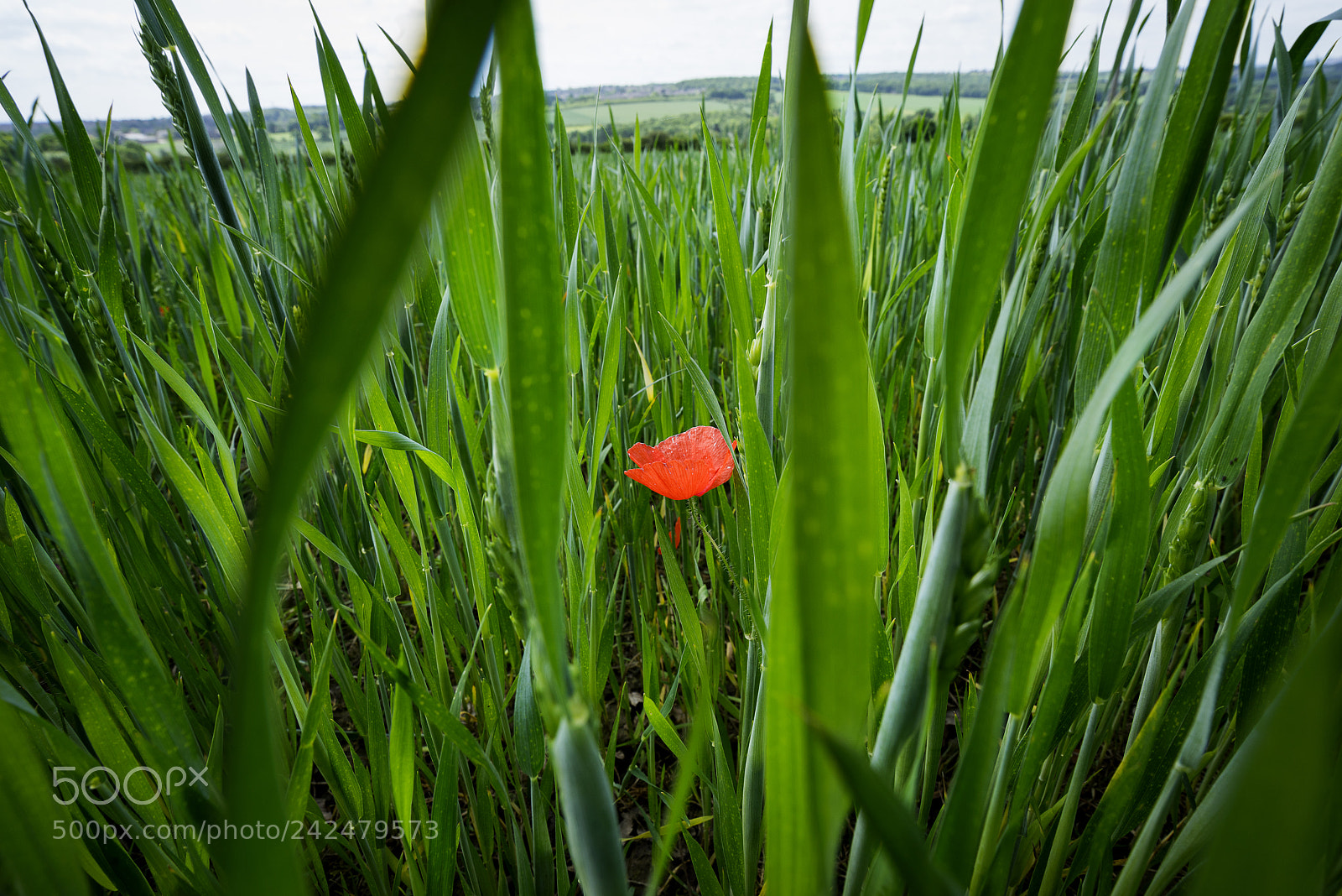 Sony a7R sample photo. Single red photography
