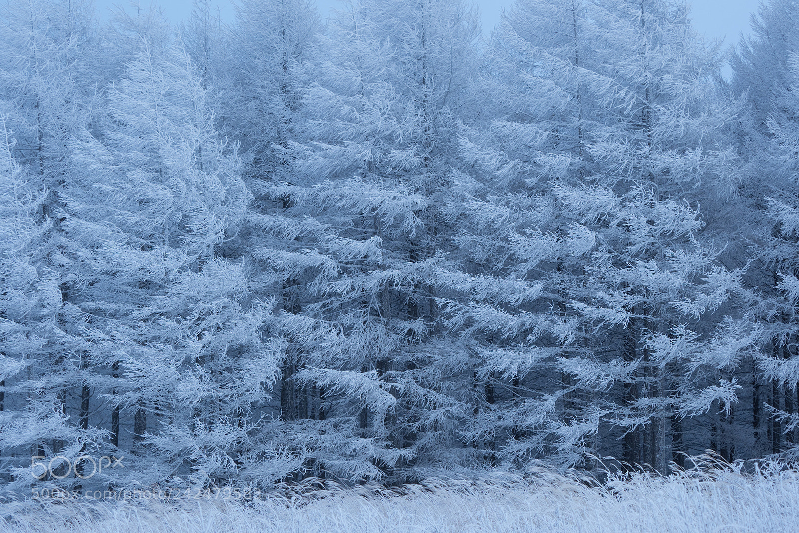 Olympus OM-D E-M1 Mark II sample photo. Cold mornig photography
