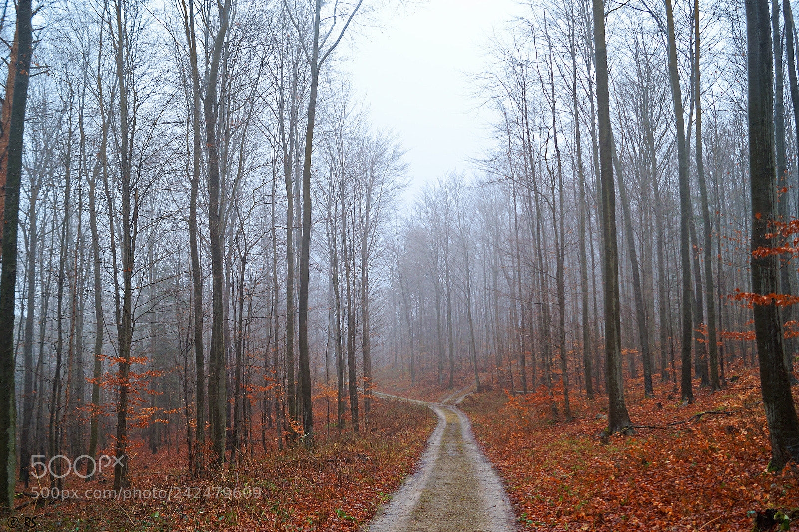 Sony SLT-A58 sample photo. Silent path photography