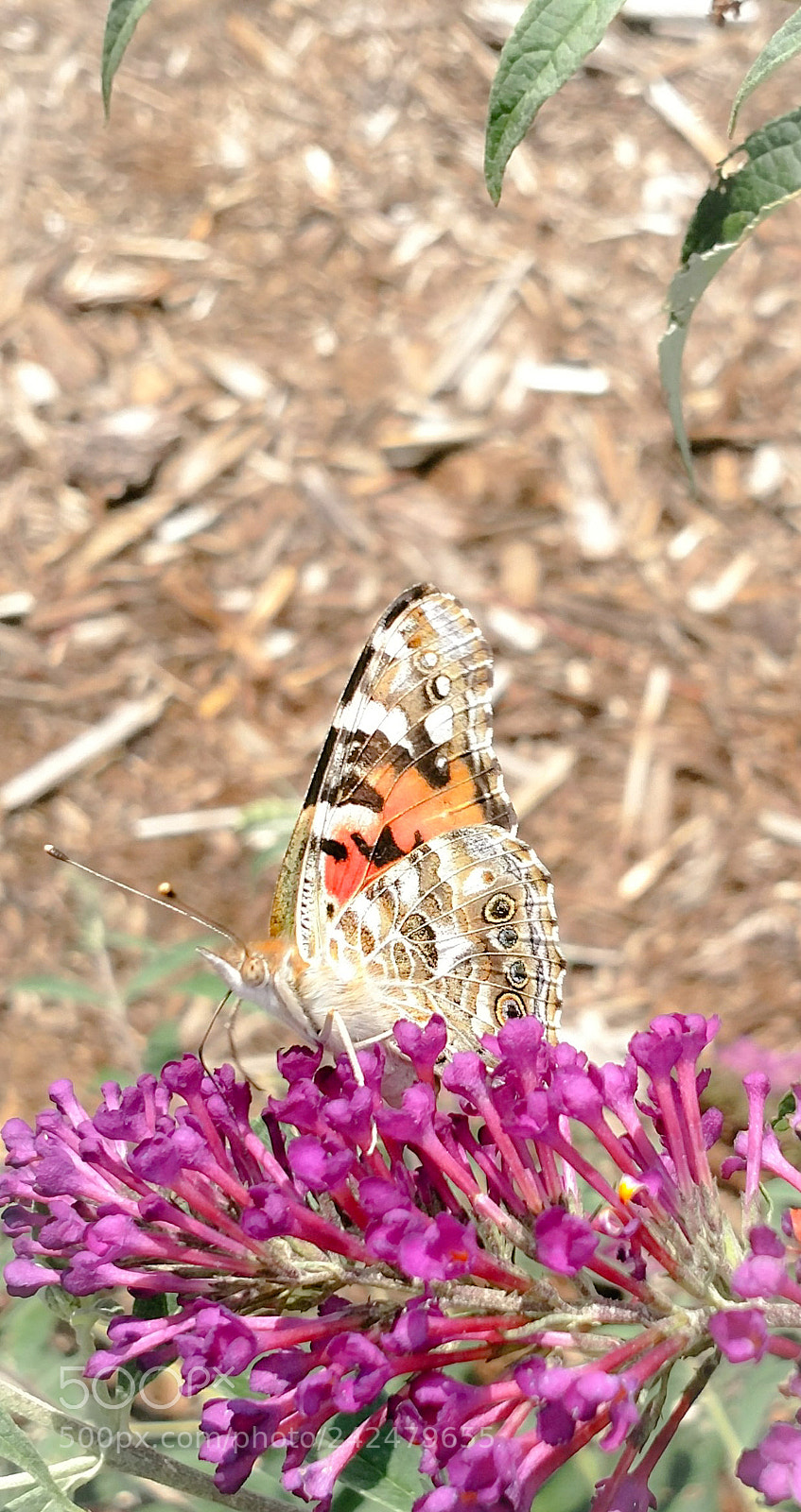 Motorola XT1650 sample photo. Perfectly buggy photography
