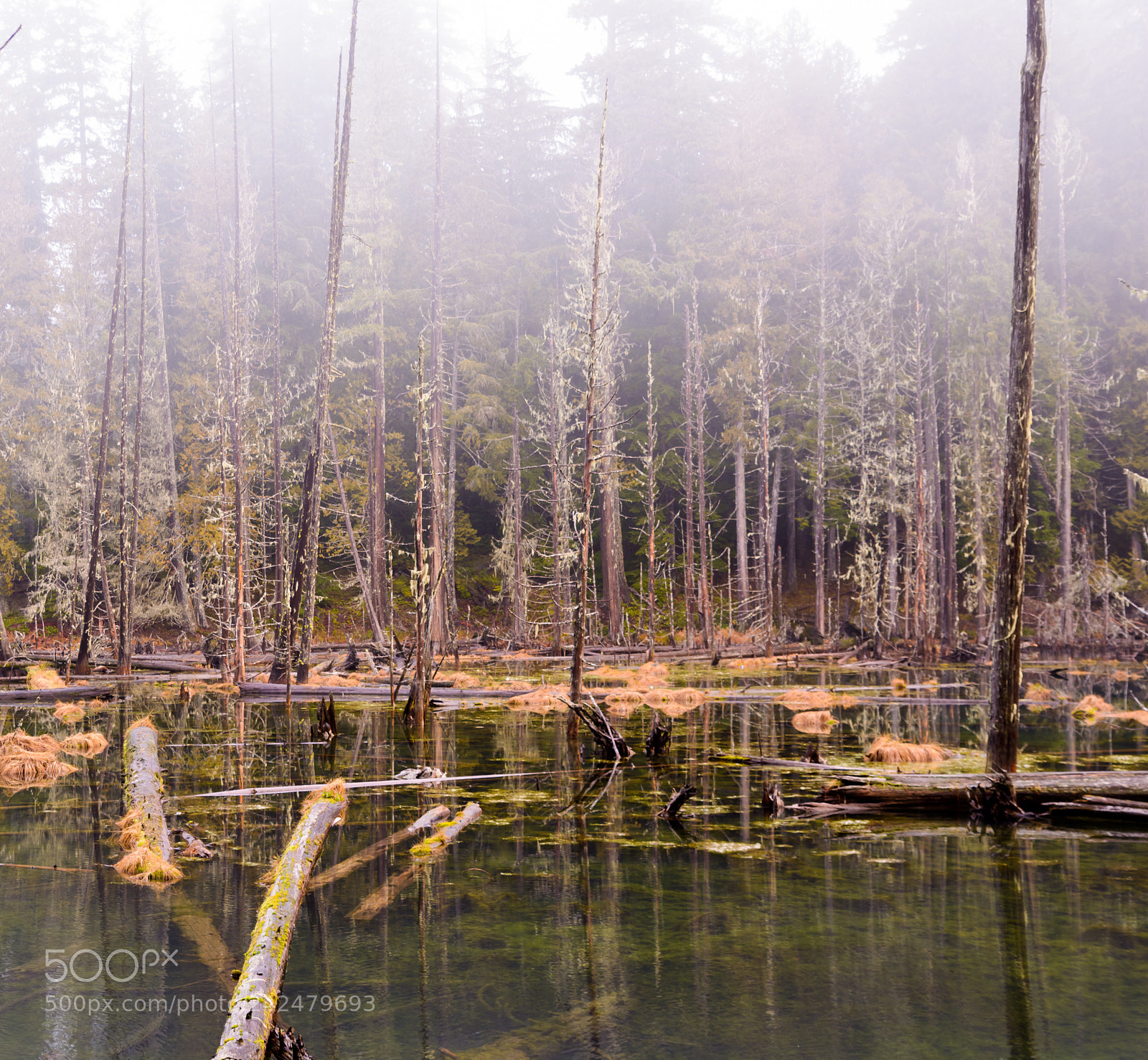 Nikon D7100 sample photo. Swamp photography