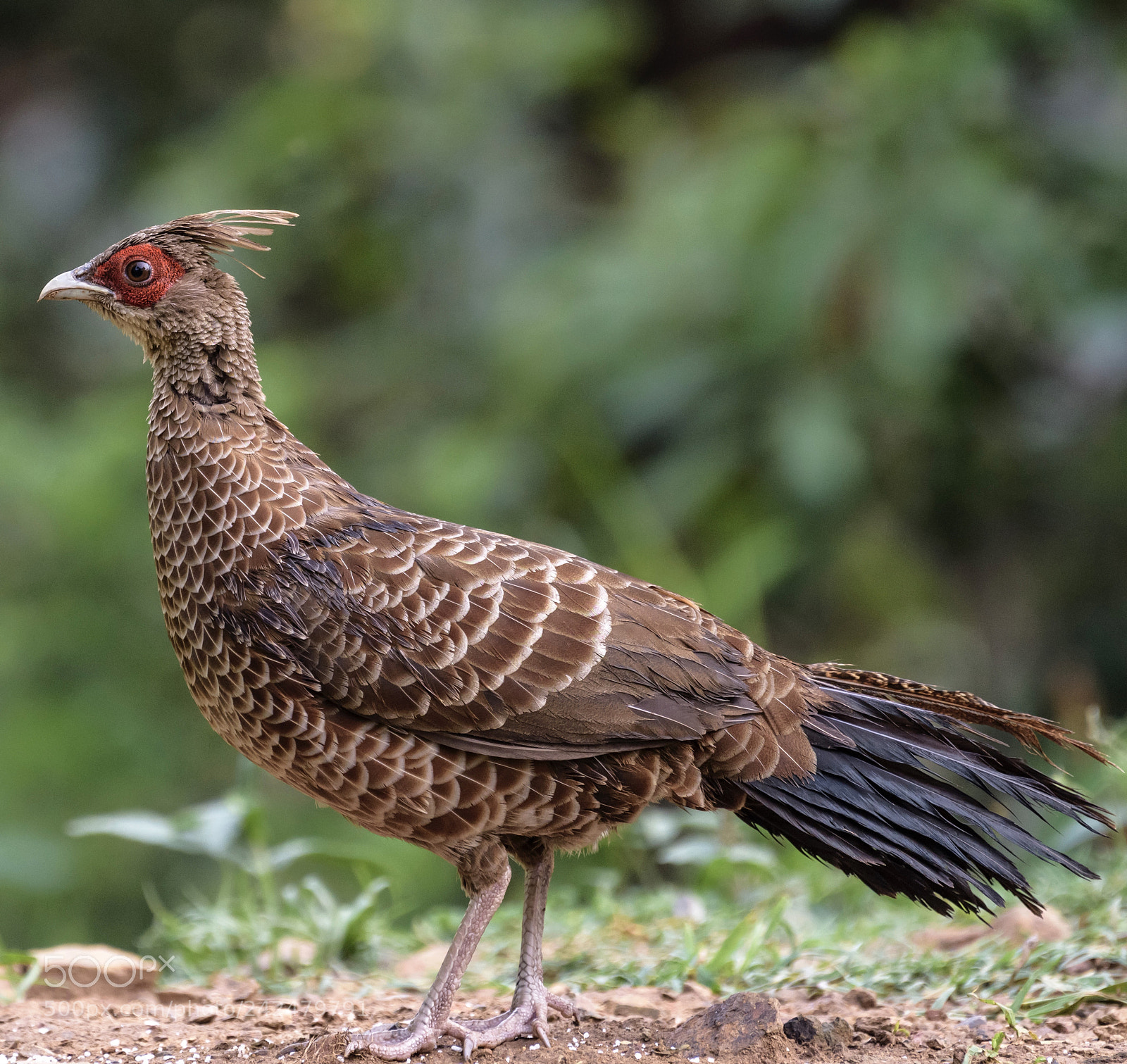Nikon D810 sample photo. Khaleej pheasant .... photography