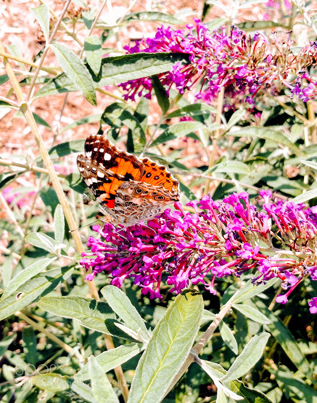 Motorola XT1650 sample photo. Buggy for butterflies photography