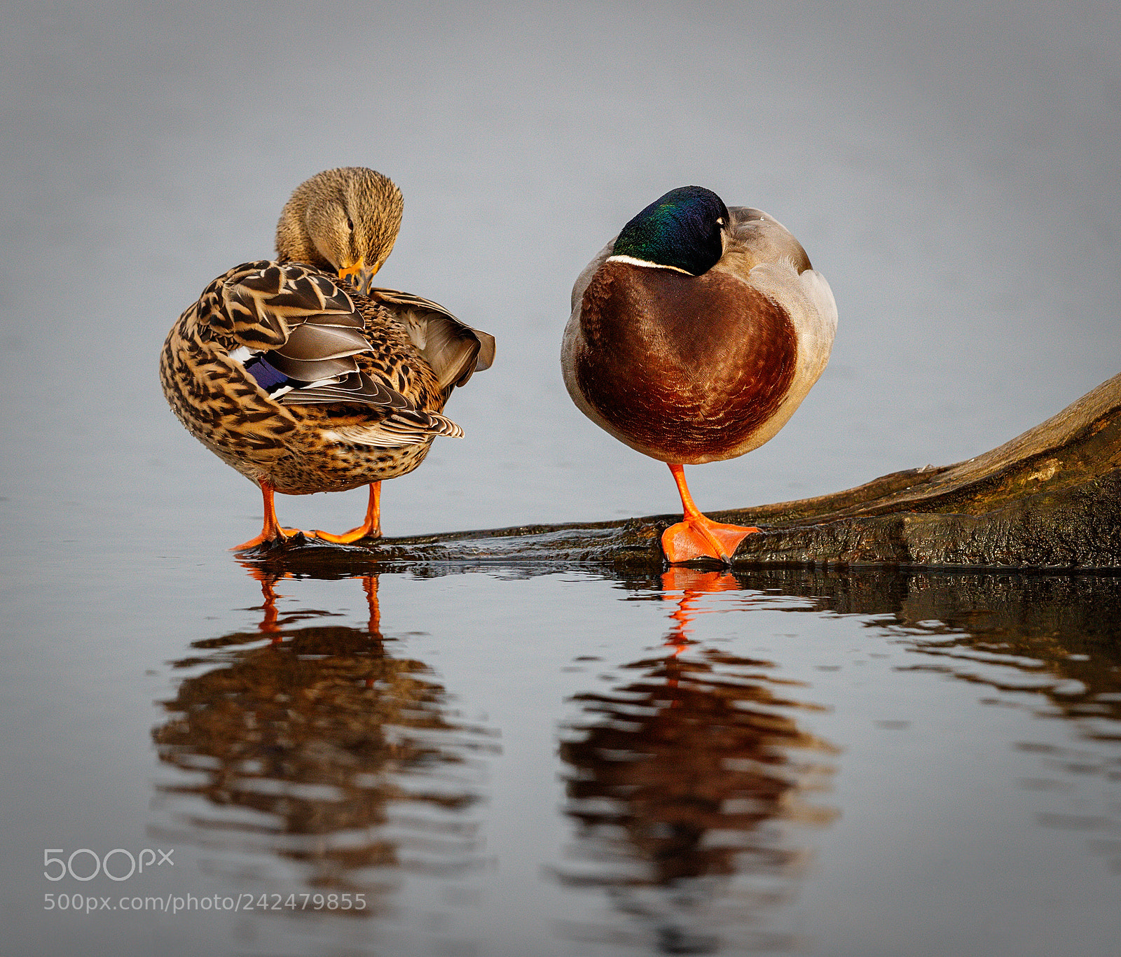Canon EOS-1D X Mark II sample photo. One leg or two? photography