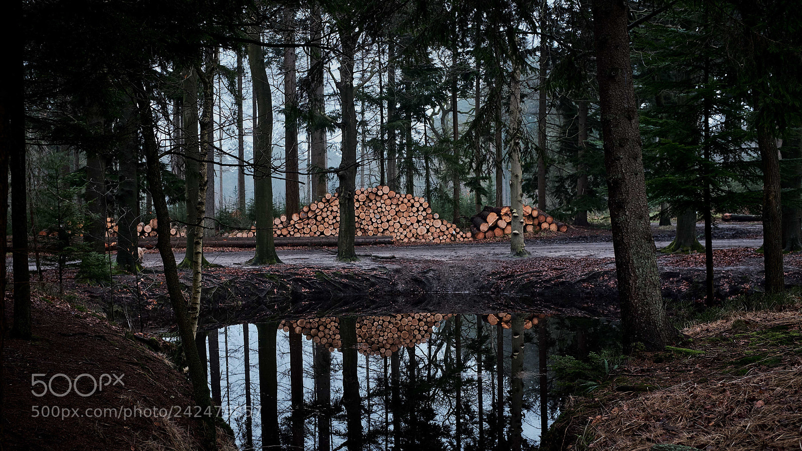 Fujifilm X100F sample photo. Baarnsche bos. photography