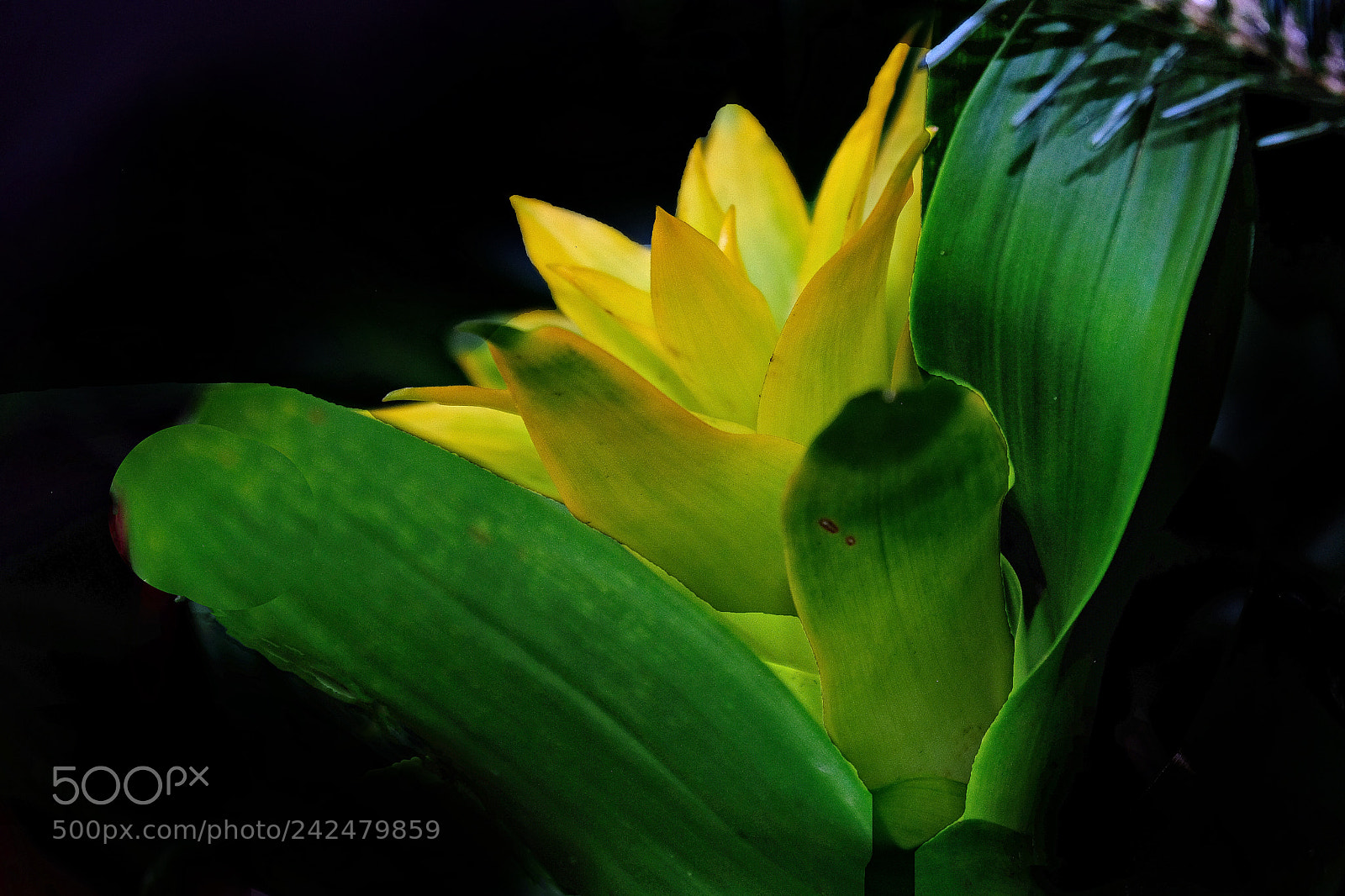 Fujifilm X-T20 sample photo. Yelllow alert photography