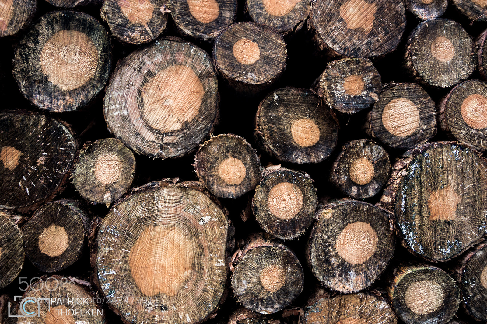 Nikon D7200 sample photo. Wood in forest photography