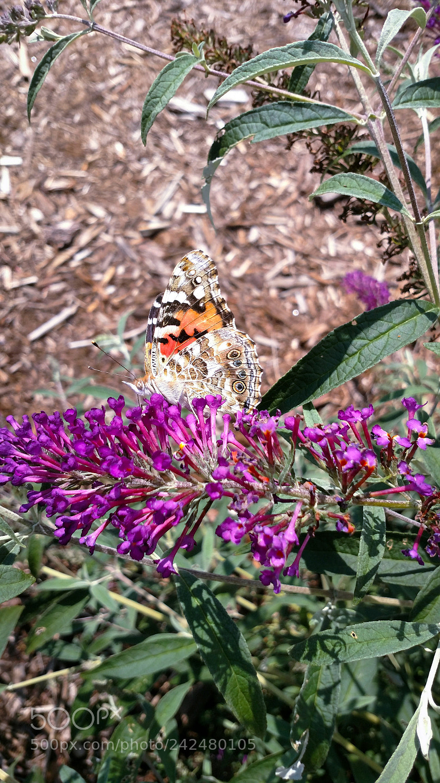 Motorola XT1650 sample photo. Butterflies photography
