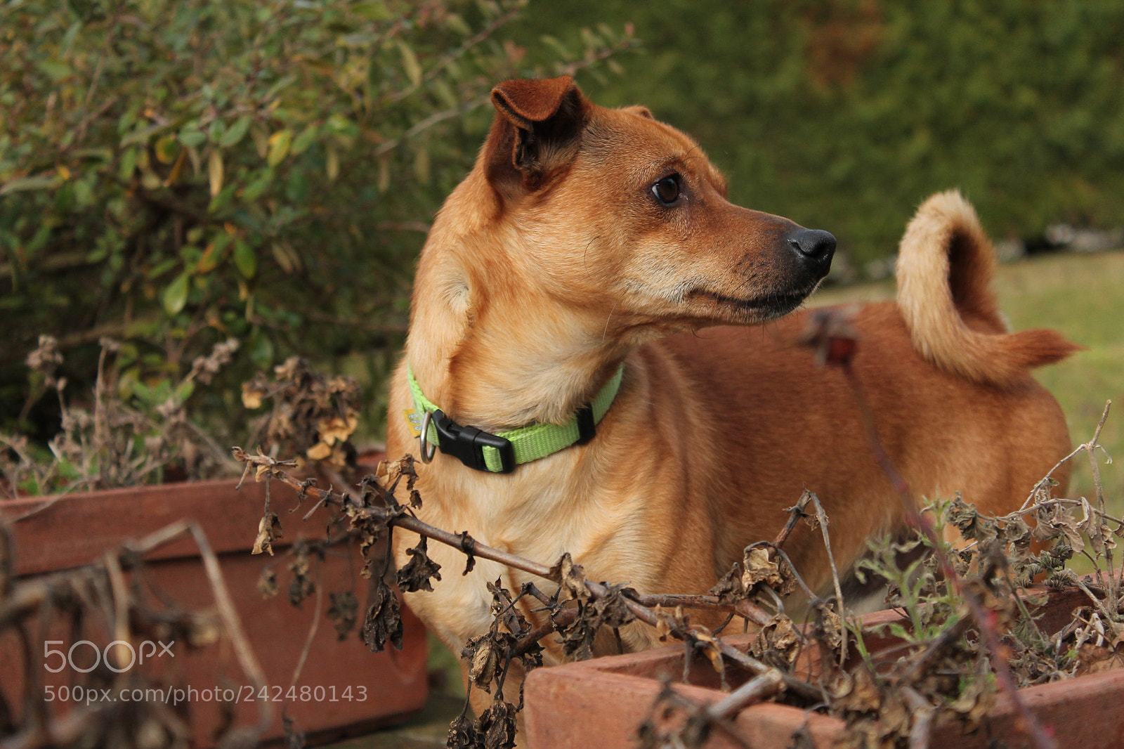 Canon EOS 1100D (EOS Rebel T3 / EOS Kiss X50) sample photo. Dog and nature photography