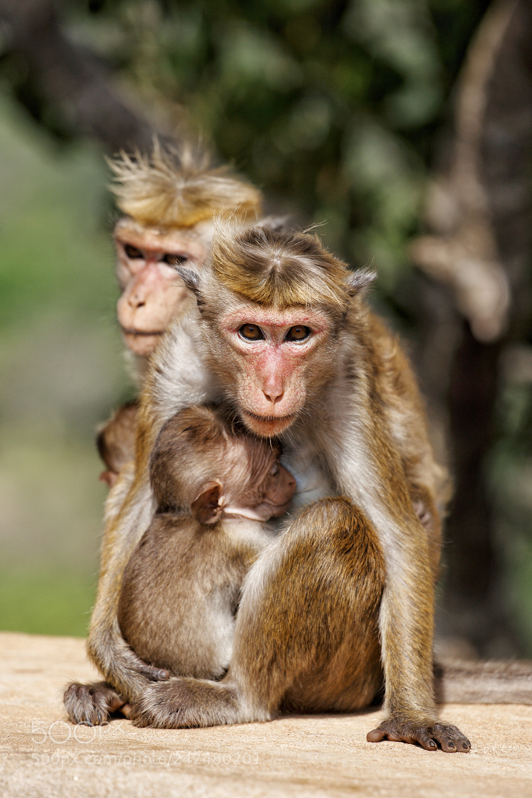 Canon EOS-1D Mark III sample photo. Monkey s family in photography