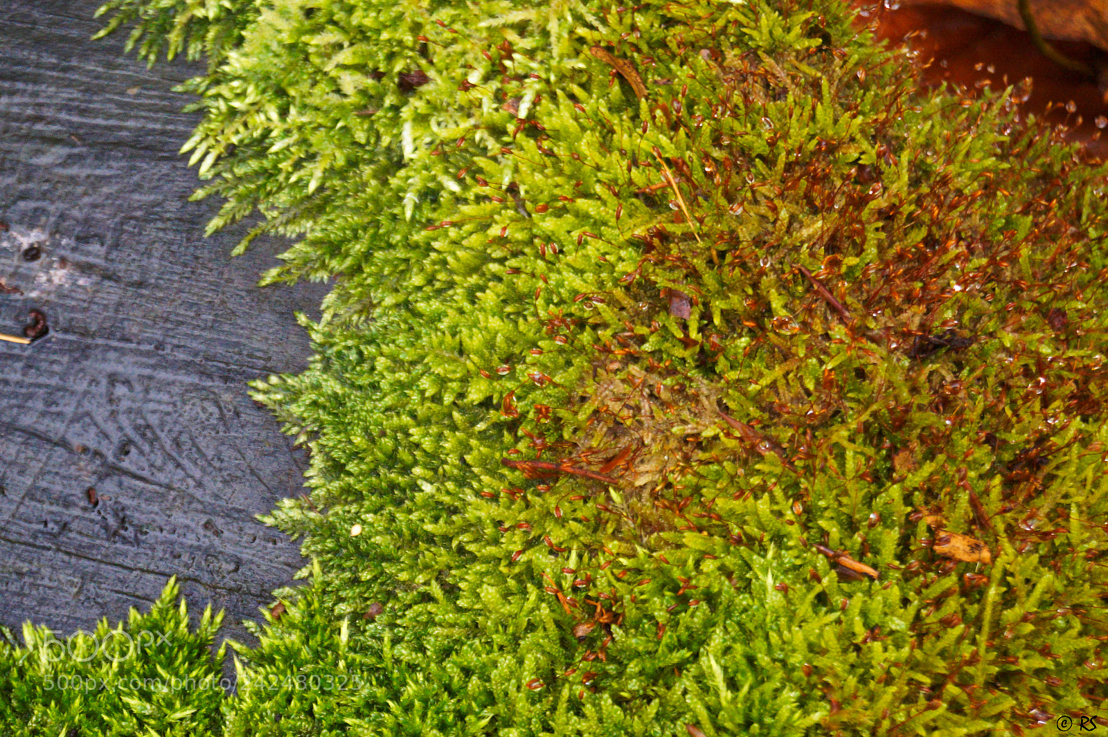 Sony SLT-A58 sample photo. Wood/moss photography