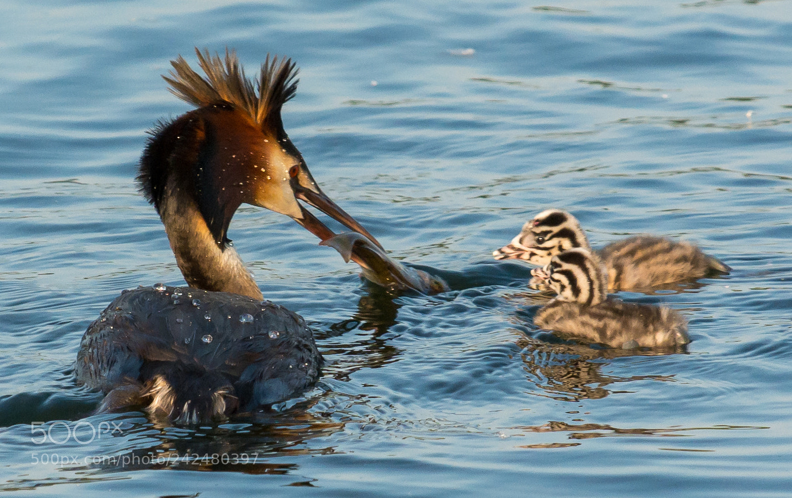 Nikon D7100 sample photo. Feeding photography