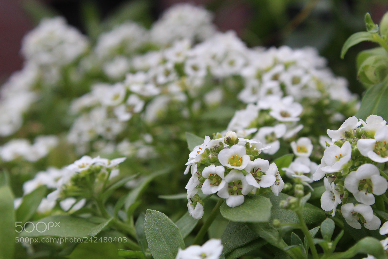 Canon EOS 1300D (EOS Rebel T6 / EOS Kiss X80) sample photo. Whiteflowers photography