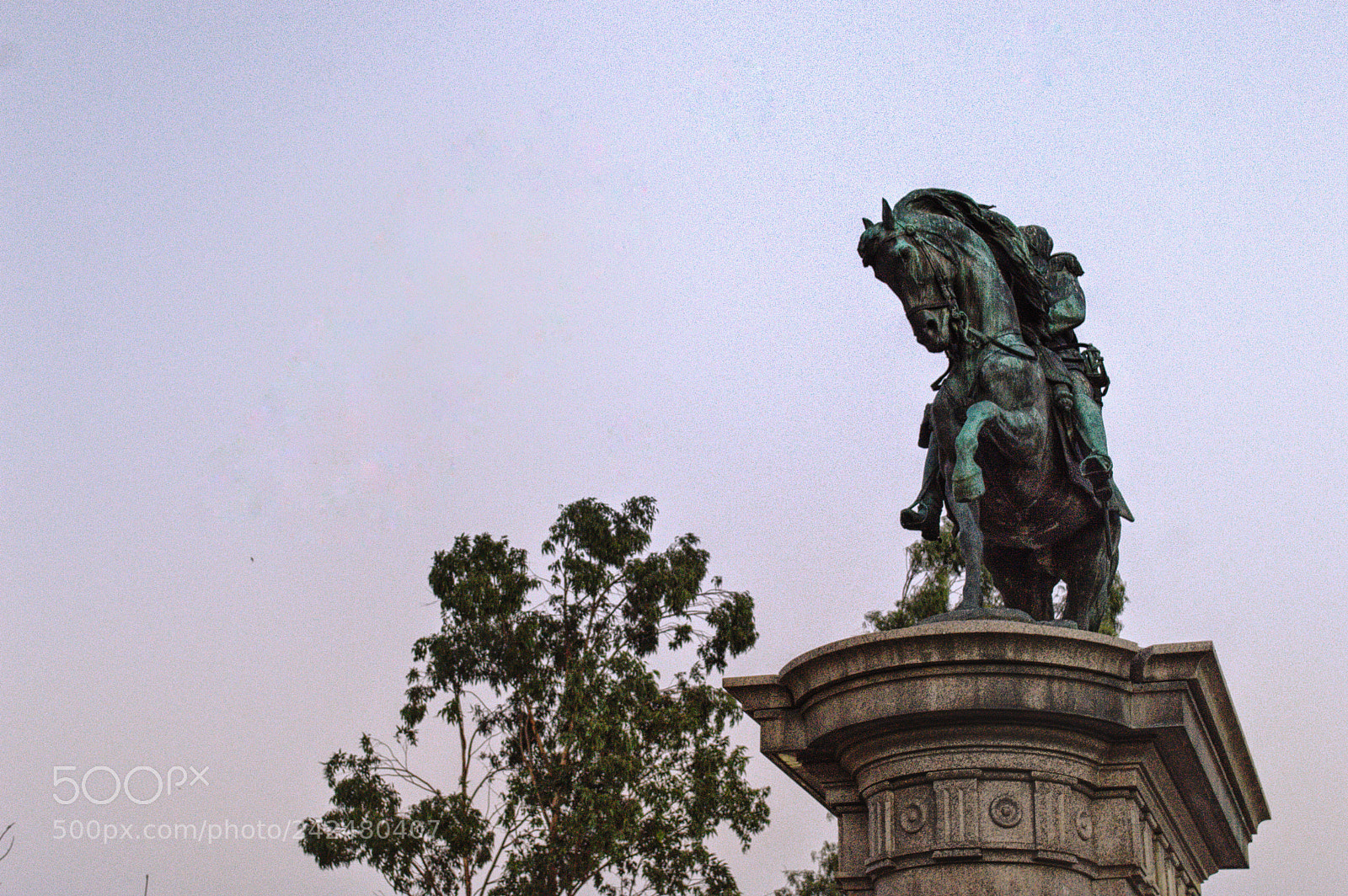 Nikon D3200 sample photo. A formar galope bajo photography