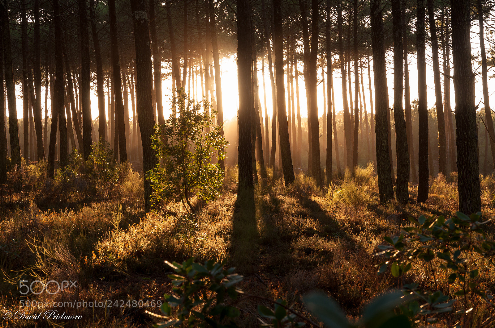 Nikon D90 sample photo. Low sun photography