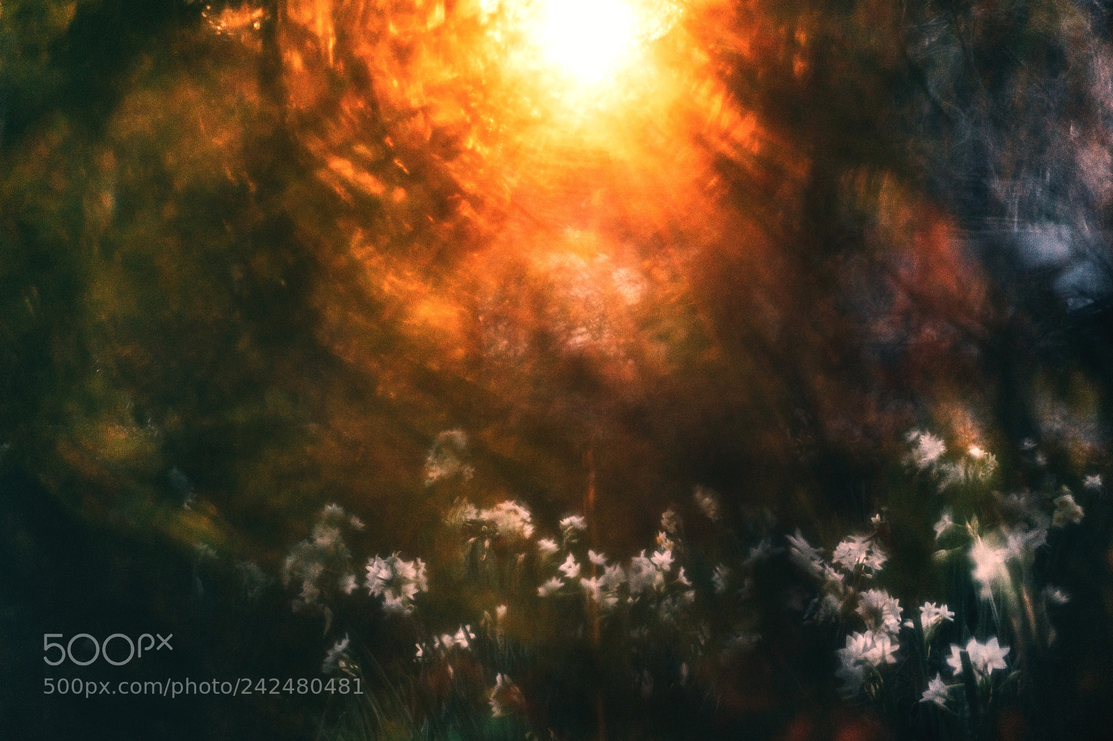 Sony a9 sample photo. Impression, narcissus sunset photography