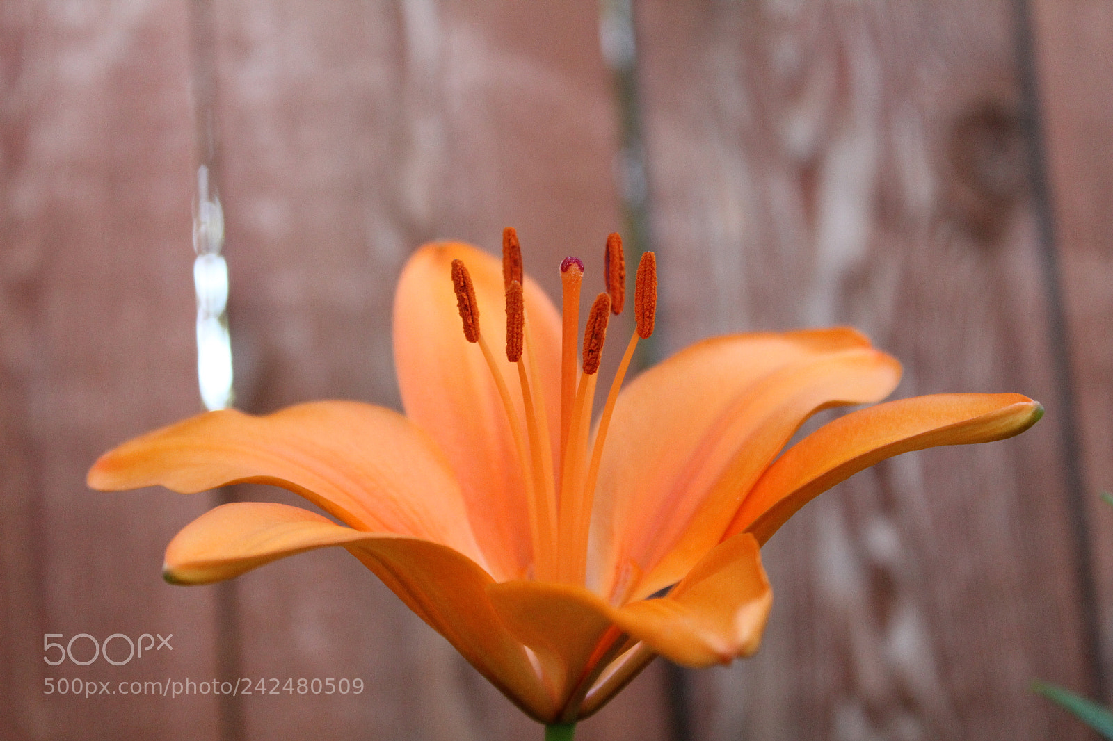 Canon EOS 1300D (EOS Rebel T6 / EOS Kiss X80) sample photo. Orangeflower photography