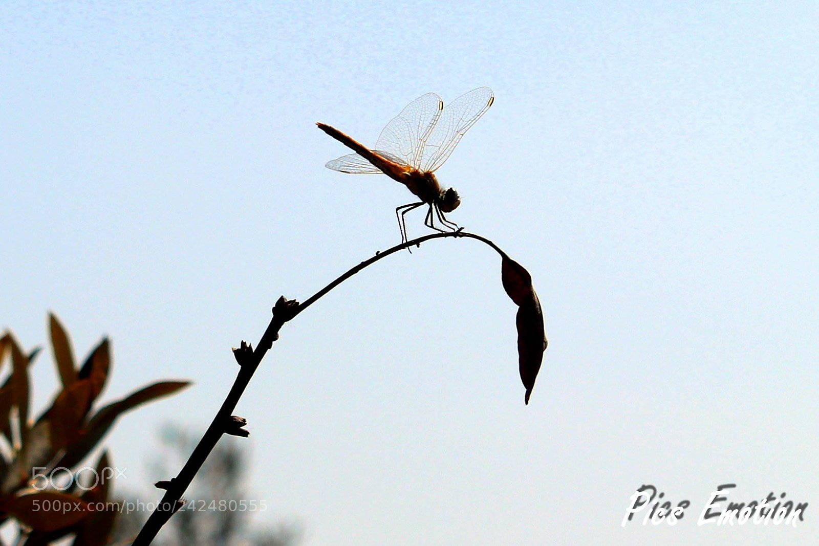 Canon EOS 77D (EOS 9000D / EOS 770D) sample photo. South of france photography