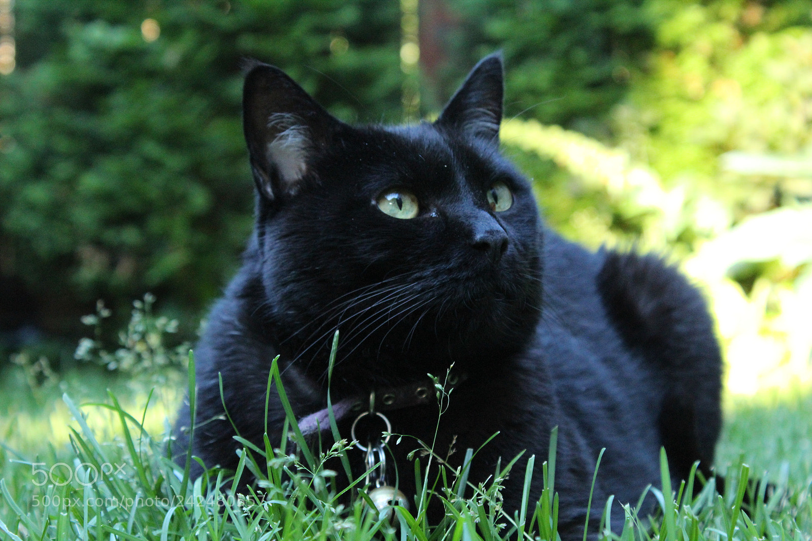 Canon EOS 1300D (EOS Rebel T6 / EOS Kiss X80) sample photo. Cat photography
