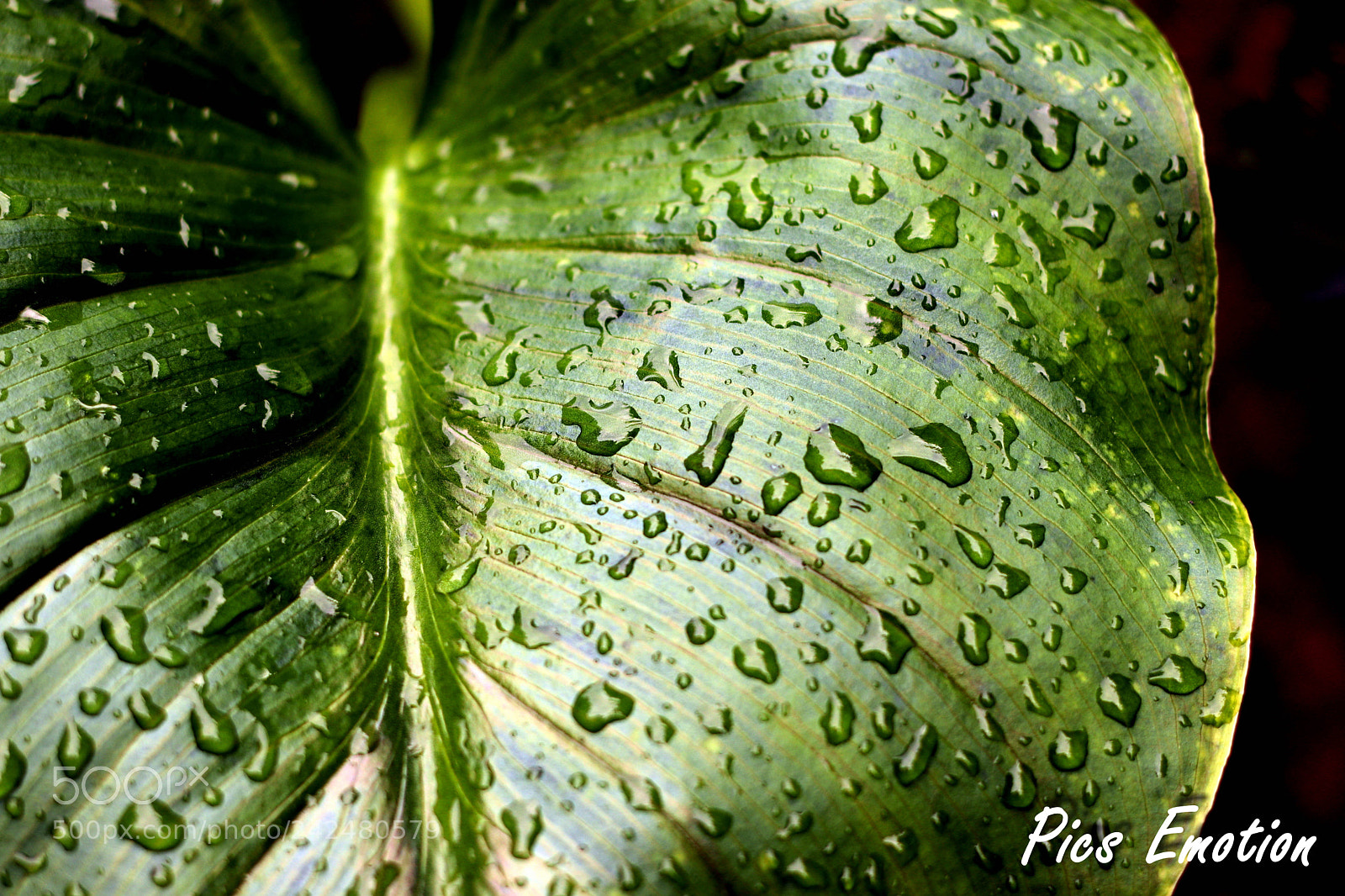 Canon EOS 77D (EOS 9000D / EOS 770D) sample photo. South of france photography