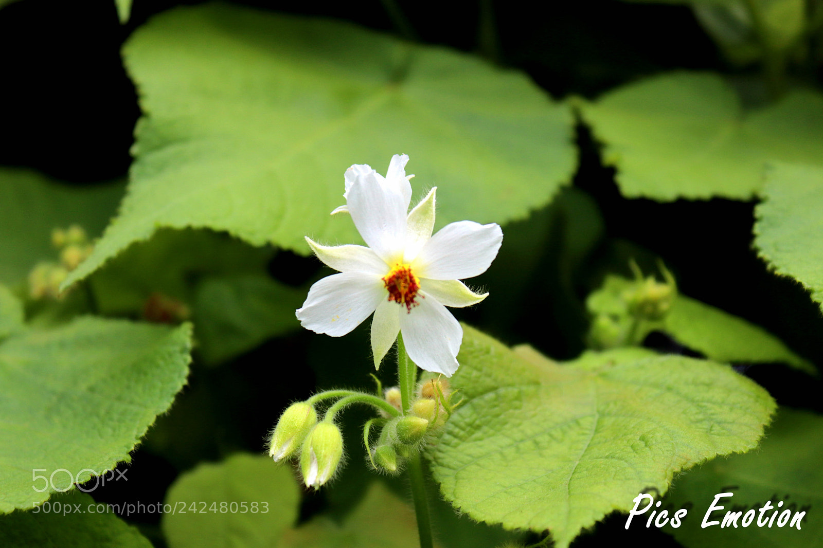 Canon EOS 77D (EOS 9000D / EOS 770D) sample photo. South of france photography