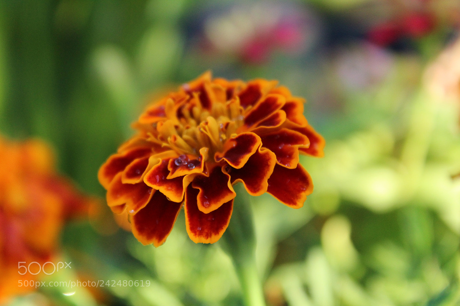 Canon EOS 1300D (EOS Rebel T6 / EOS Kiss X80) sample photo. Orangeflower photography