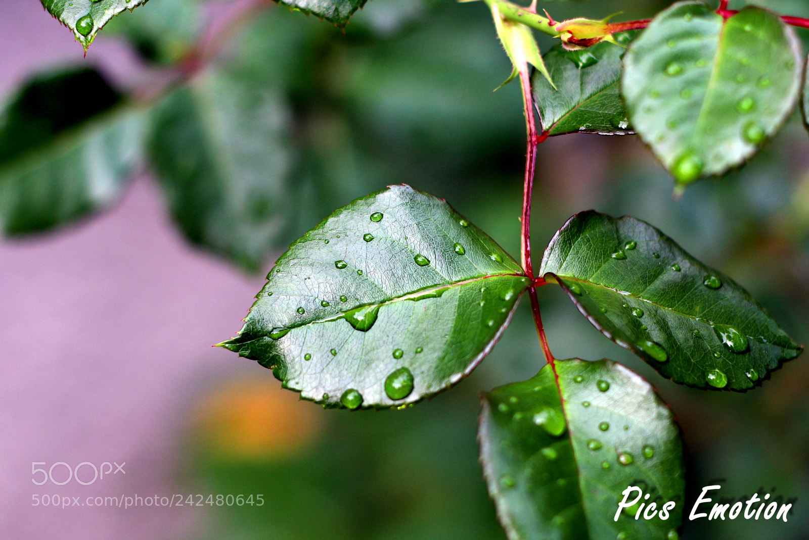 Canon EOS 77D (EOS 9000D / EOS 770D) sample photo. South of france photography