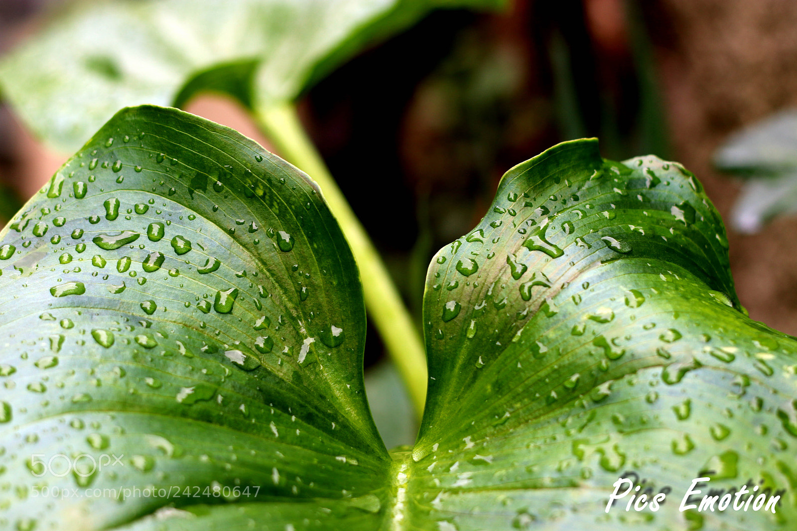 Canon EOS 77D (EOS 9000D / EOS 770D) sample photo. South of france photography