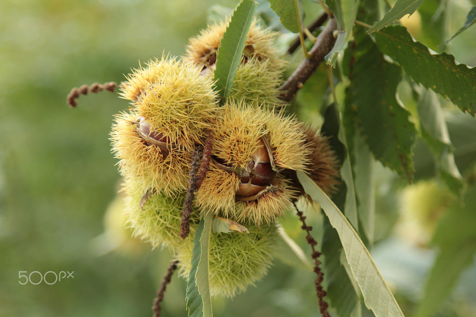 Canon EOS 1200D (EOS Rebel T5 / EOS Kiss X70 / EOS Hi) sample photo. The chestnuts are still in the hedgehog photography