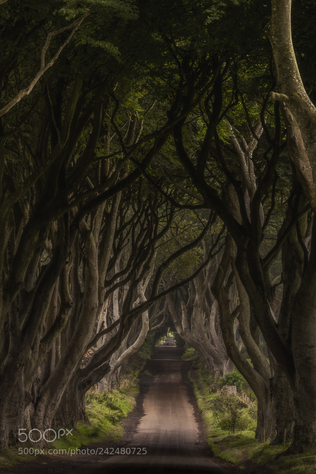 Canon EOS 7D Mark II sample photo. The dark hedges #2 photography