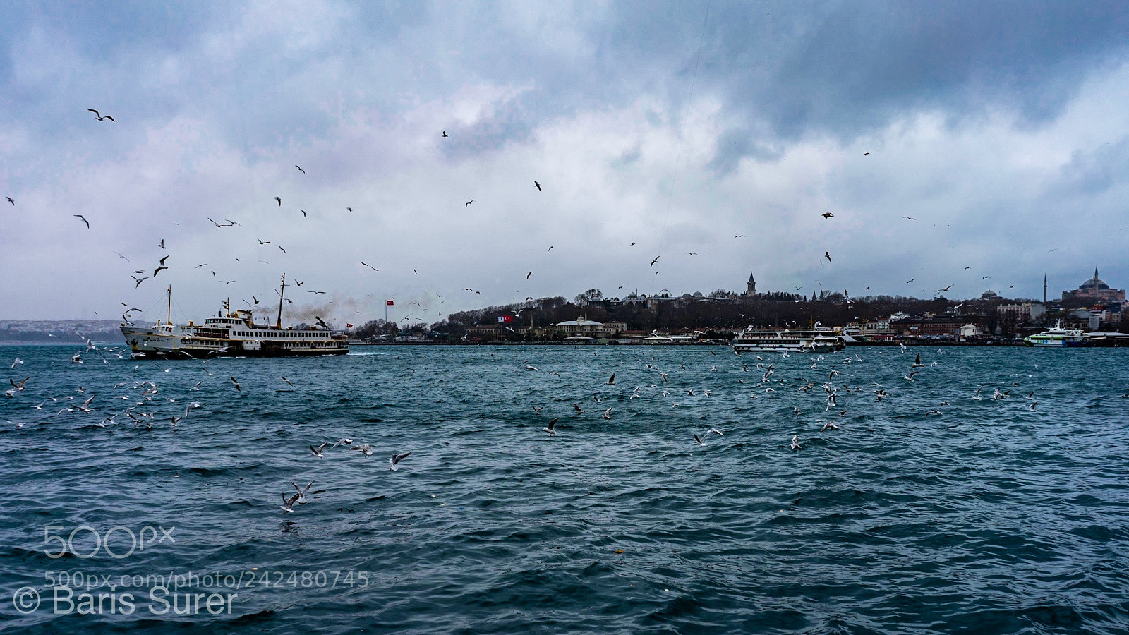 Sony a7 sample photo. Birds photography