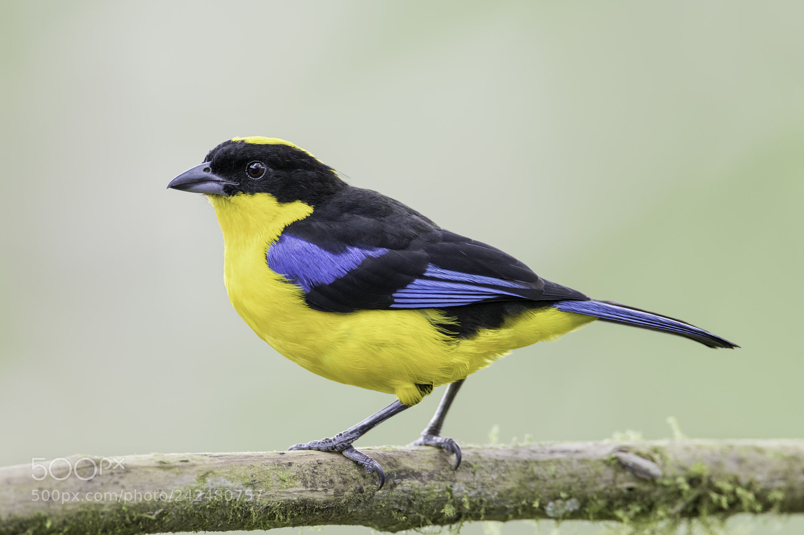 Nikon D850 sample photo. Blue winged mountain tanager photography