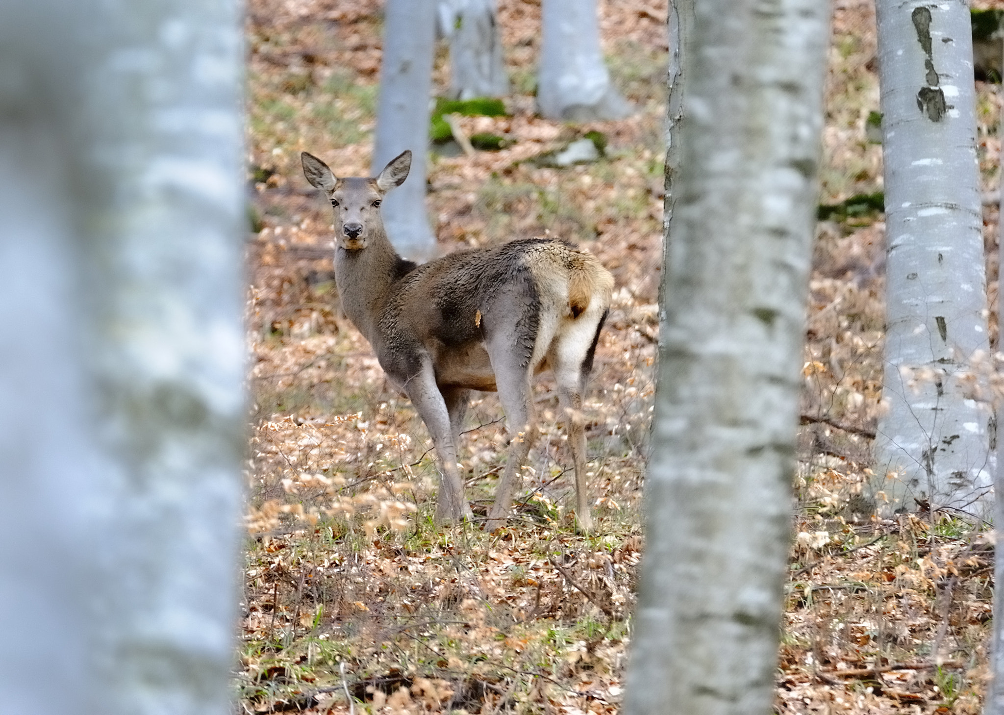 Nikon D700 sample photo. Deer  0152 photography
