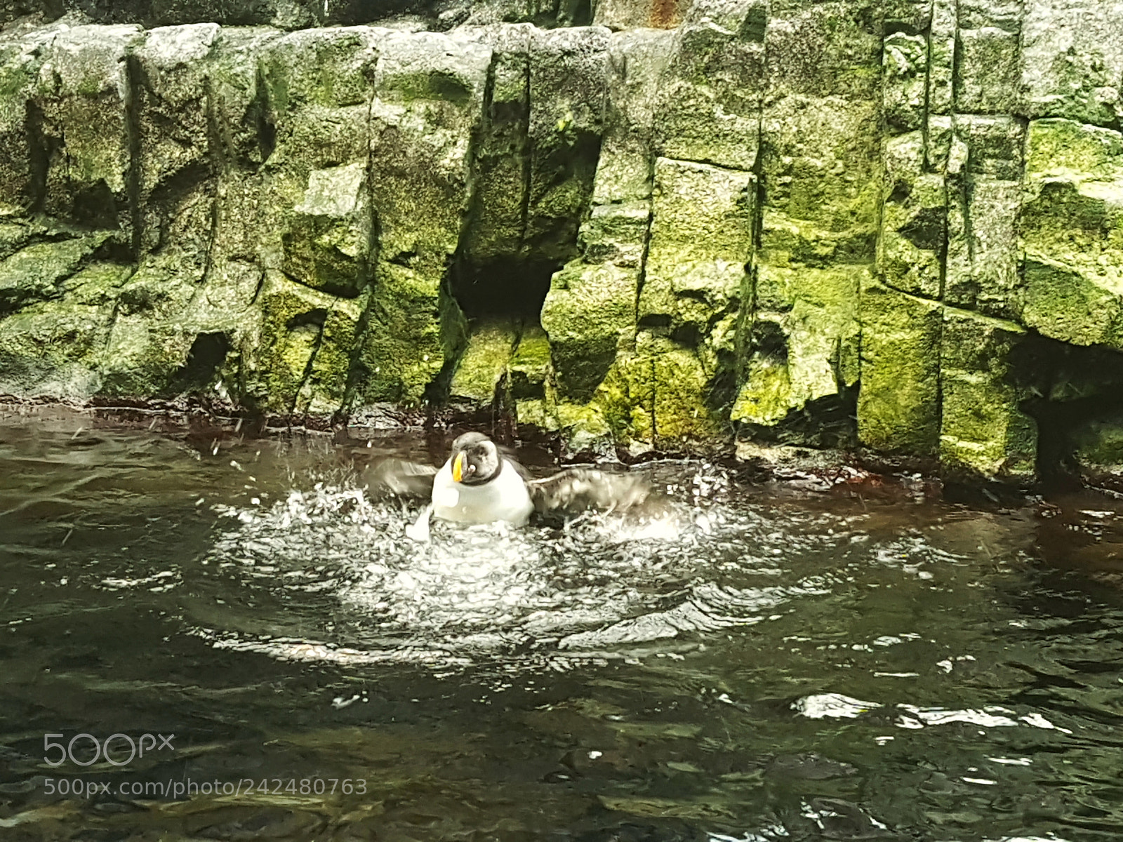 Samsung Galaxy S7 Edge sample photo. Bird photography