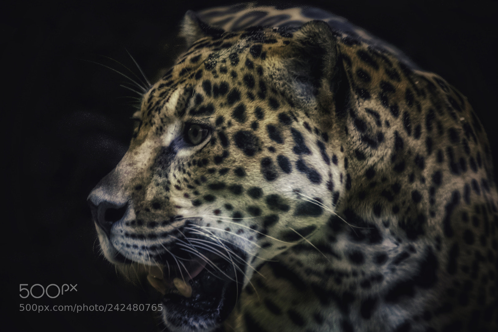 Nikon D7100 sample photo. Jaguar photography