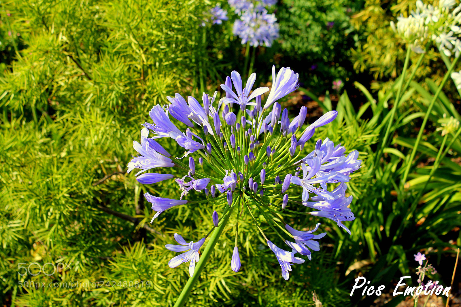 Canon EOS 550D (EOS Rebel T2i / EOS Kiss X4) sample photo. South of france photography