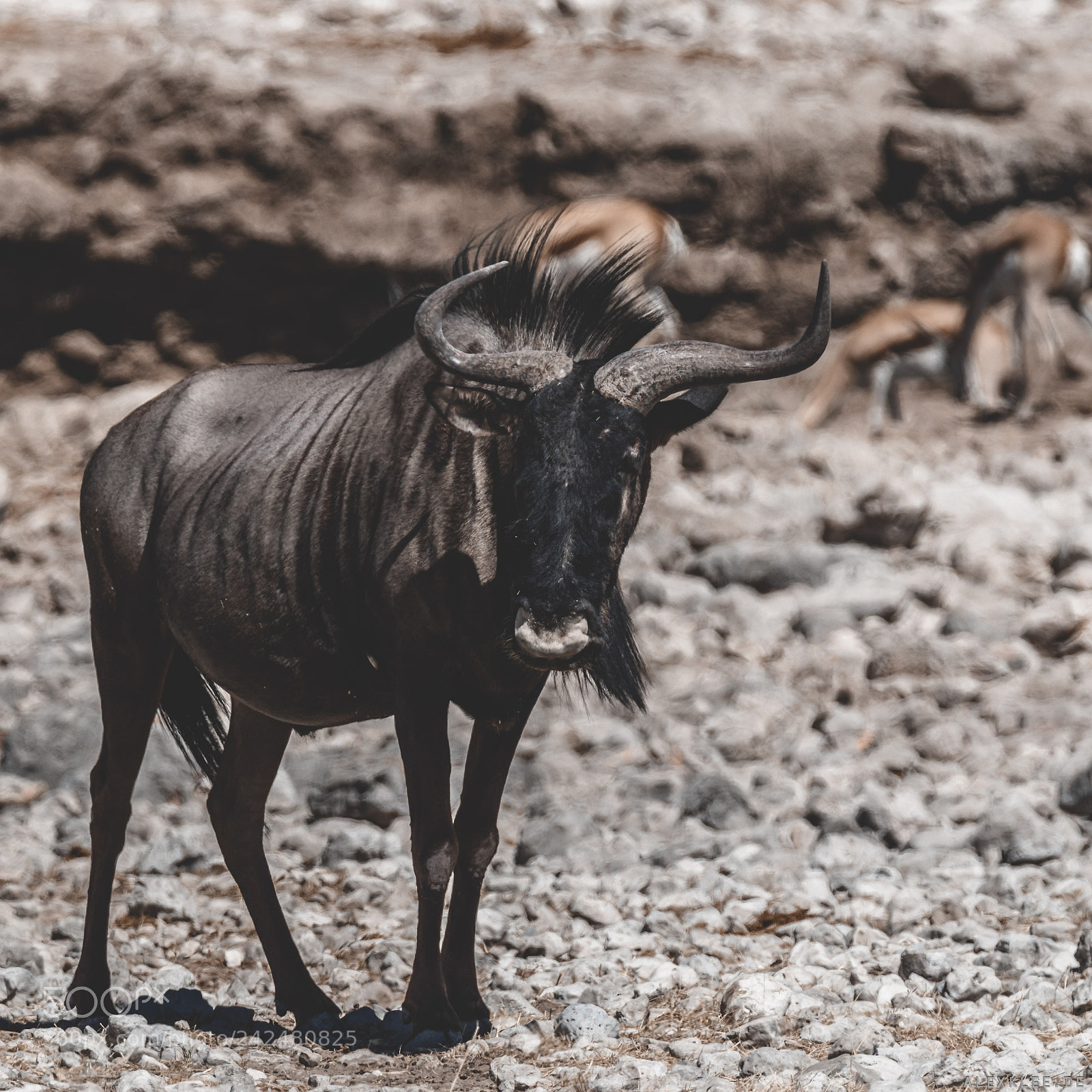 Canon EOS 7D Mark II sample photo. The blue wildebeest photography