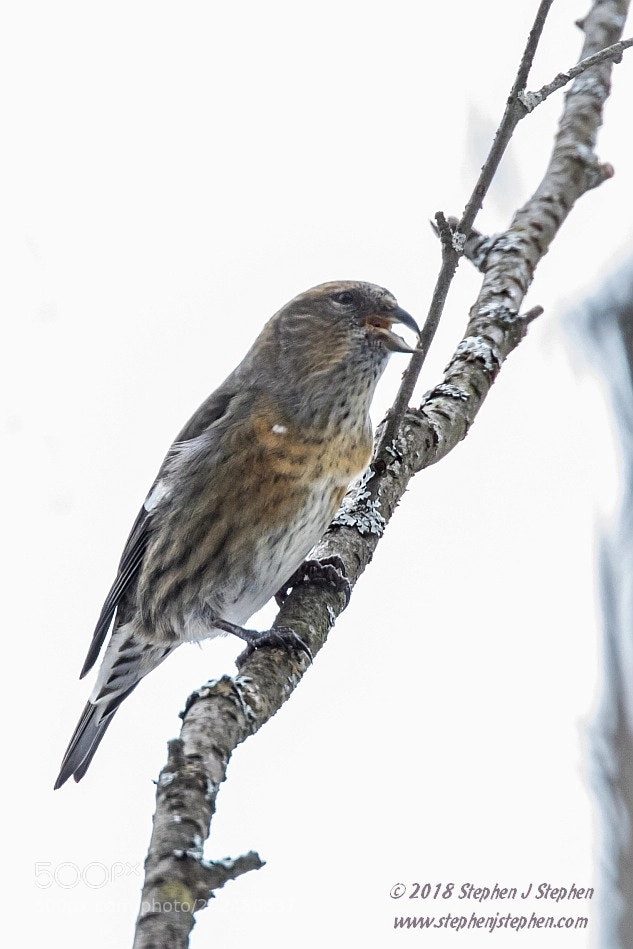 Canon EOS 7D Mark II sample photo. Female white winged crossbill photography