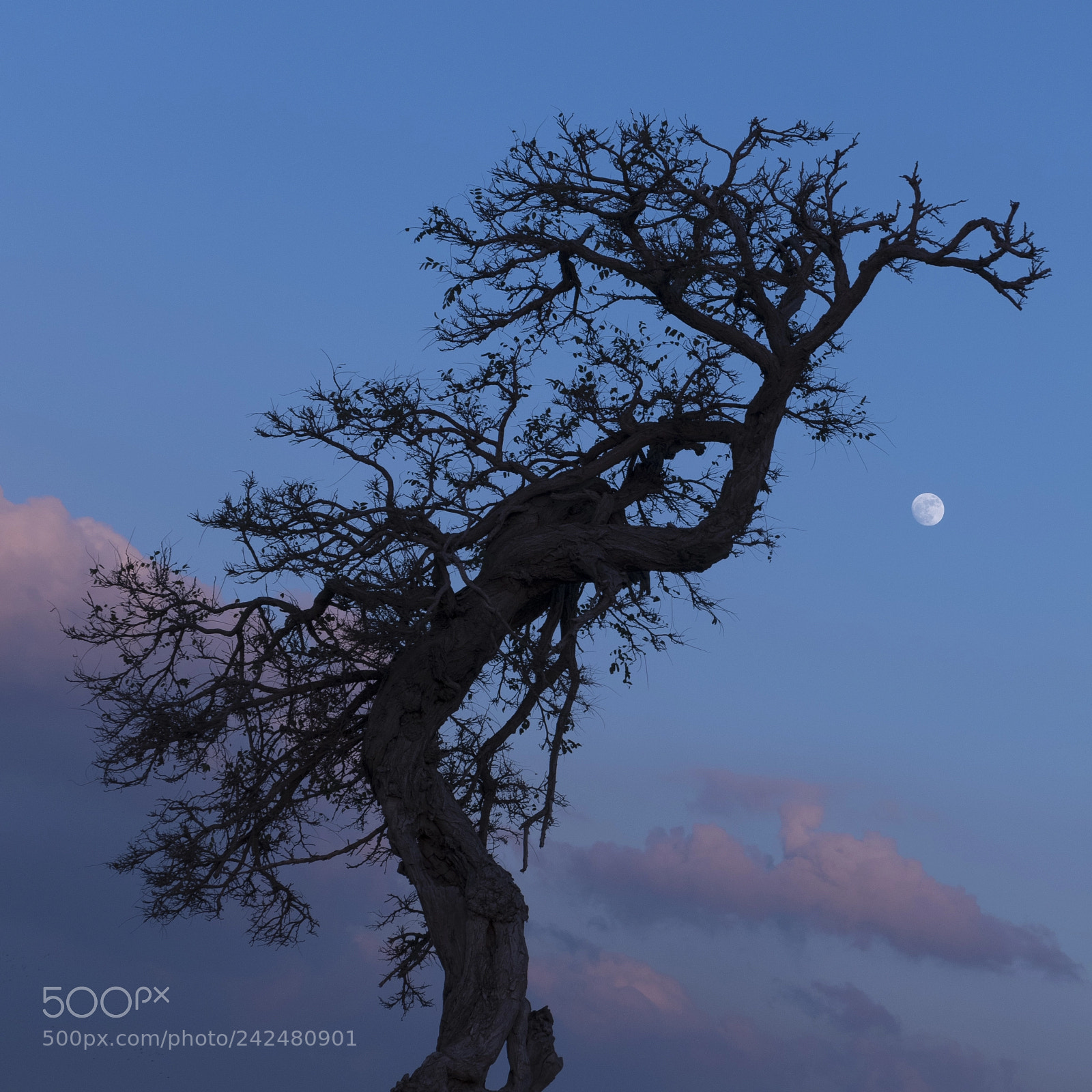 Fujifilm X-A2 sample photo. Moonrise photography