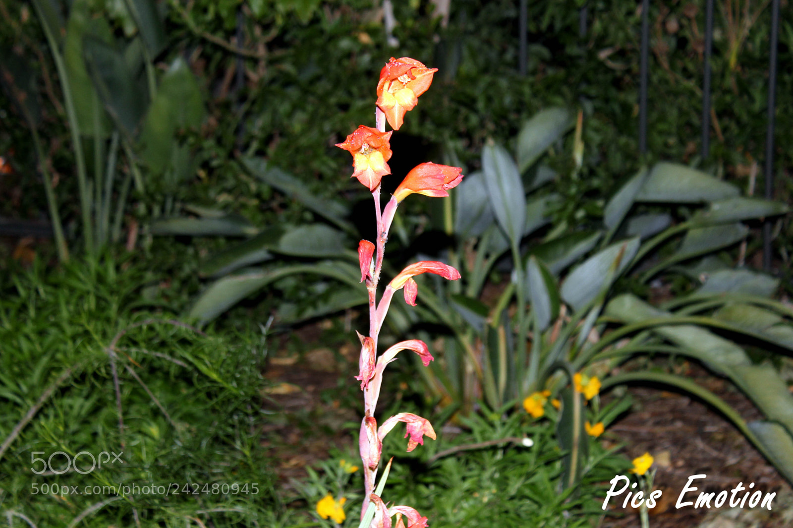 Canon EOS 550D (EOS Rebel T2i / EOS Kiss X4) sample photo. South of france photography